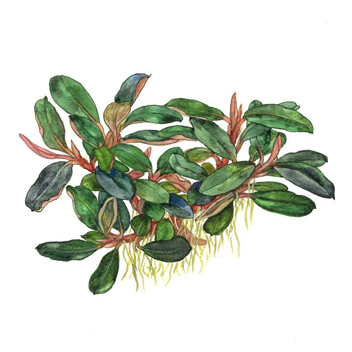 Természetes akváriumi növény, Tropica, Bucephalandra sordidula Blue