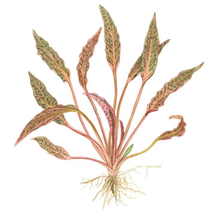 Természetes akváriumi növény, Tropica, Cryptocoryne nurii, 1-2-Grow!, 5 cm