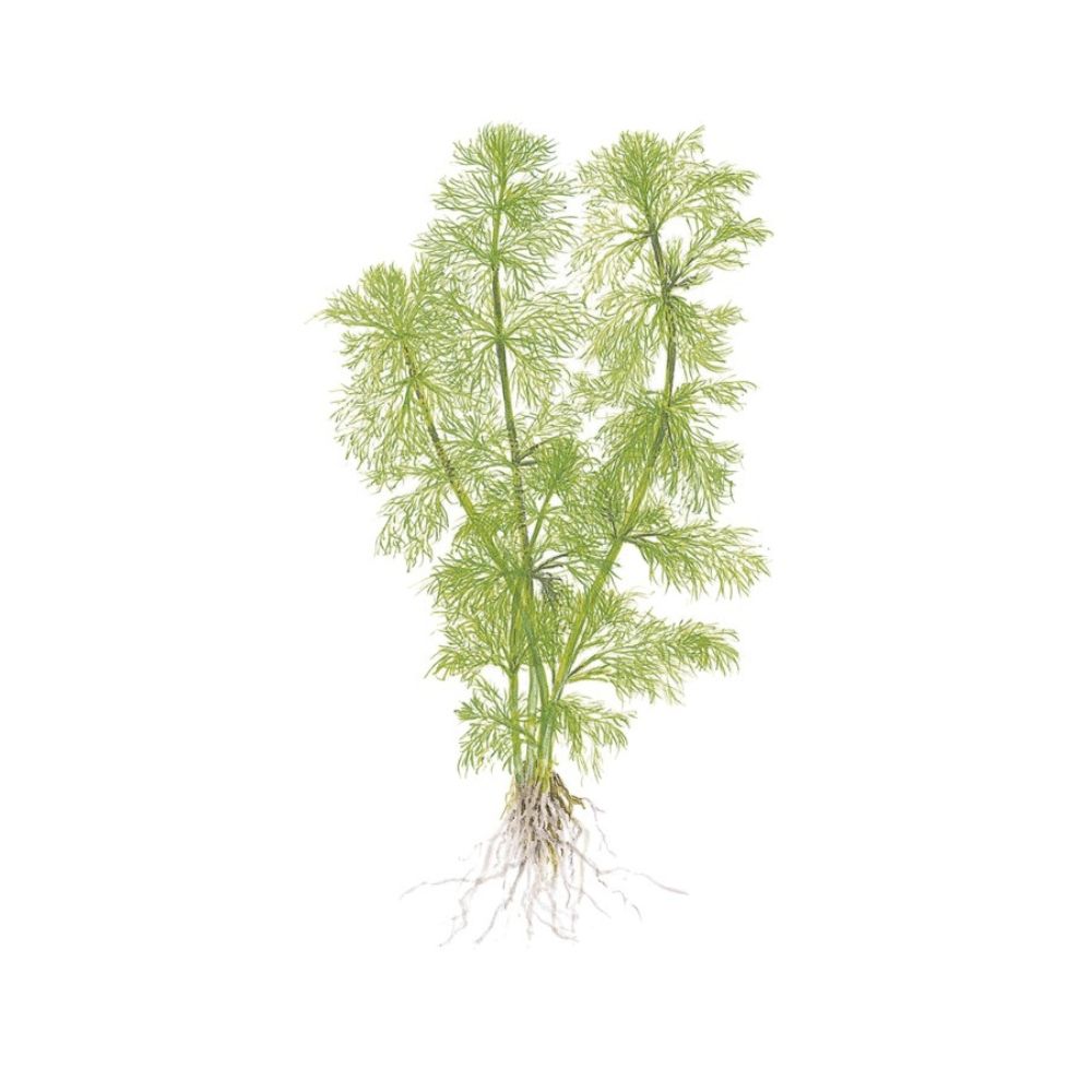 Természetes akváriumi növény, Tropica, Limnophila aquatica, 1-2-Grow