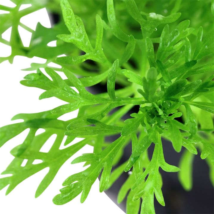 Természetes akváriumi növény, Tropica, Limnophila aquatica, 1-2-Grow