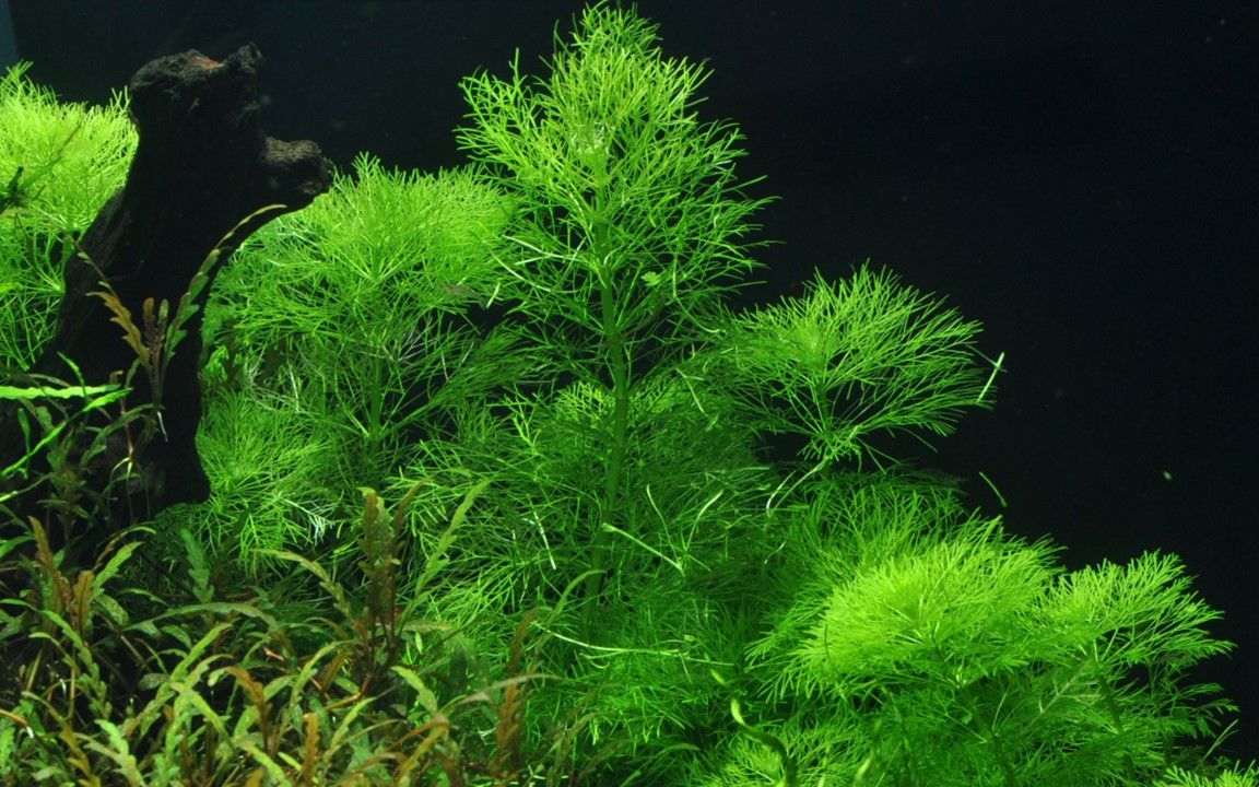 Természetes akváriumi növény, Tropica, Limnophila aquatica, 1-2-Grow