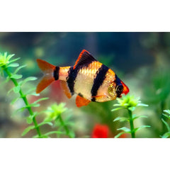 Pesti Cyprinidae/ Barbusi