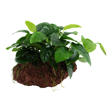 Plante epifite