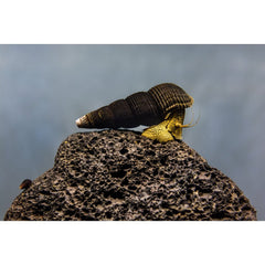 Csigák az Akváriumba