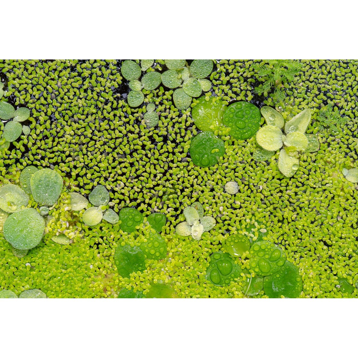 Plante de Suprafata