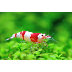 Garnélarák az Akváriumba