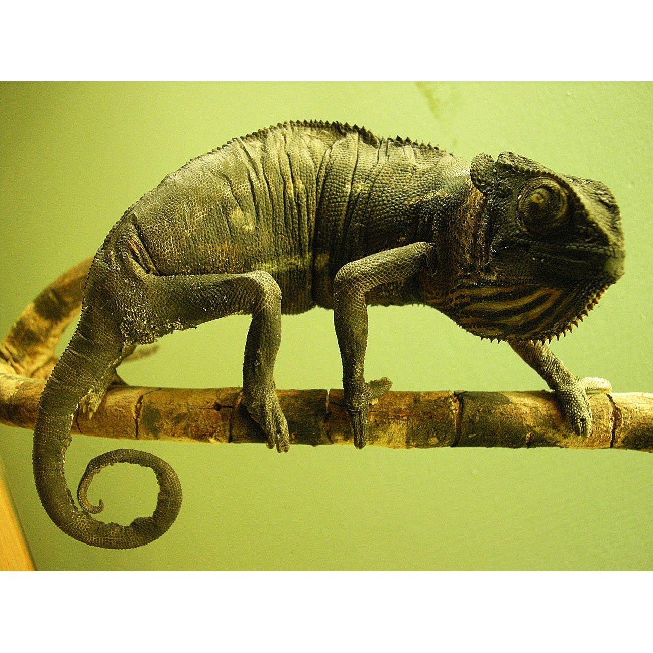 cameleon terariu endler.ro cameleon cu creasta