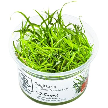 Természetes akváriumi növény, Tropica, Sagittaria subulata tűlevél, 1-2-Grow