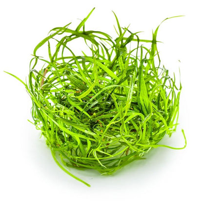Planta naturala de acvariu, Tropica, Sagittaria subulata Needle Leaf, 1-2-Grow!, 5 cm