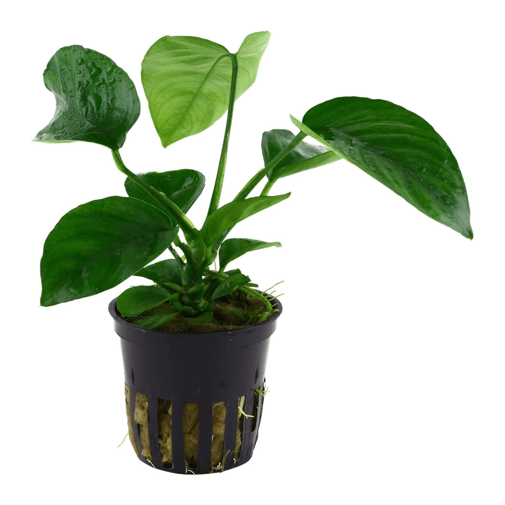 Planta naturala de acvariu, Tropica, Anubias barteri caladiifolia, blister, 20 cm