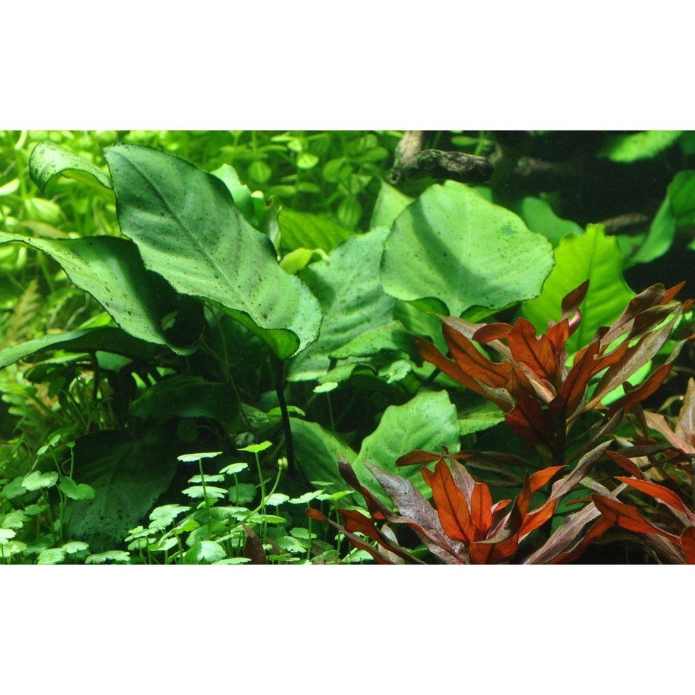 Természetes akváriumi növény, Tropica, Anubias barteri caladiifolia, blister, 20 cm