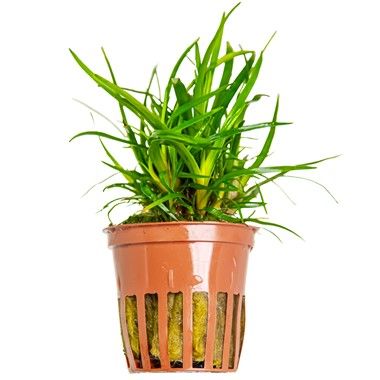 Planta naturala de acvariu, Tropica, Eriocaulon sp. Vietnam