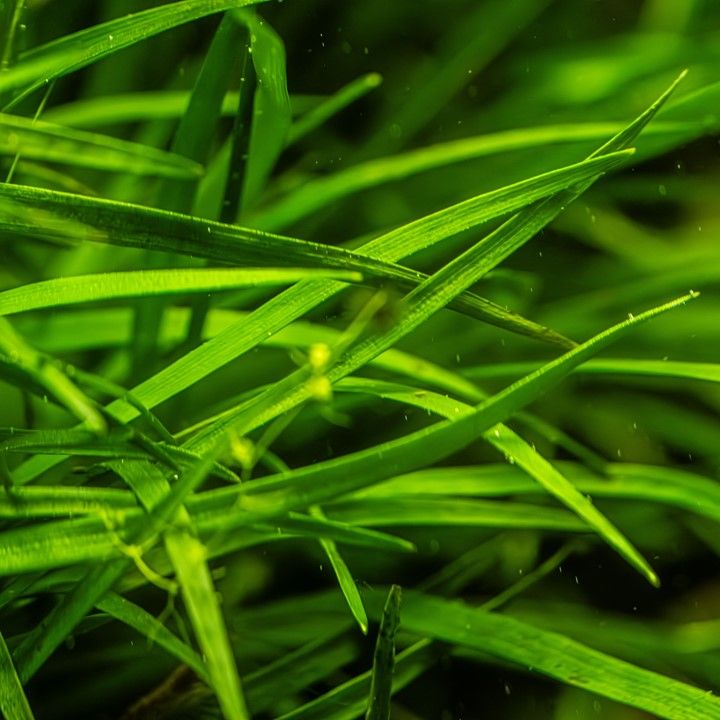 Planta naturala de acvariu, Tropica, Eriocaulon sp. Vietnam