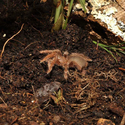 Substrat bio pentru terarii plantate, HabiStat Jungle Bio Substrate, 10 Litri