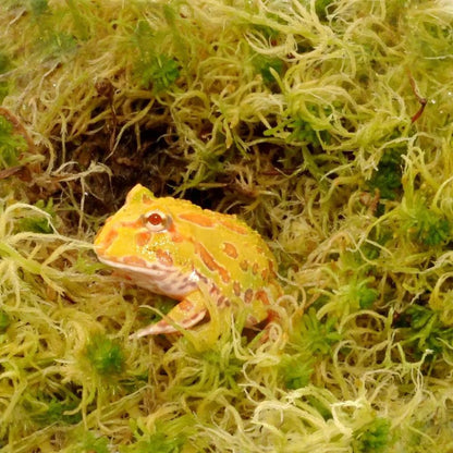 Muschi uscat sphagnum pentru terarii, HabiStat Sphagnum Moss, 1 kg