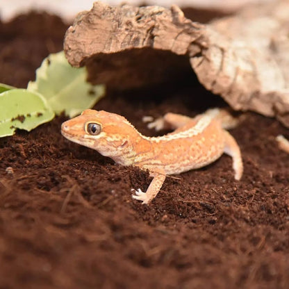 Substrat din scoarta de nuca de cocos, HabiStat Coir Substrate, 5 litri