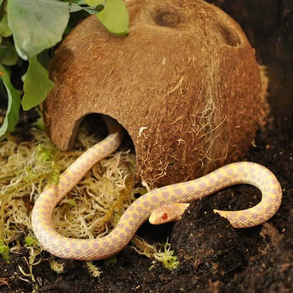 Ascunzatoare sub forma de nuca de cocos pentru terariu, HabiStat Coconut Cave