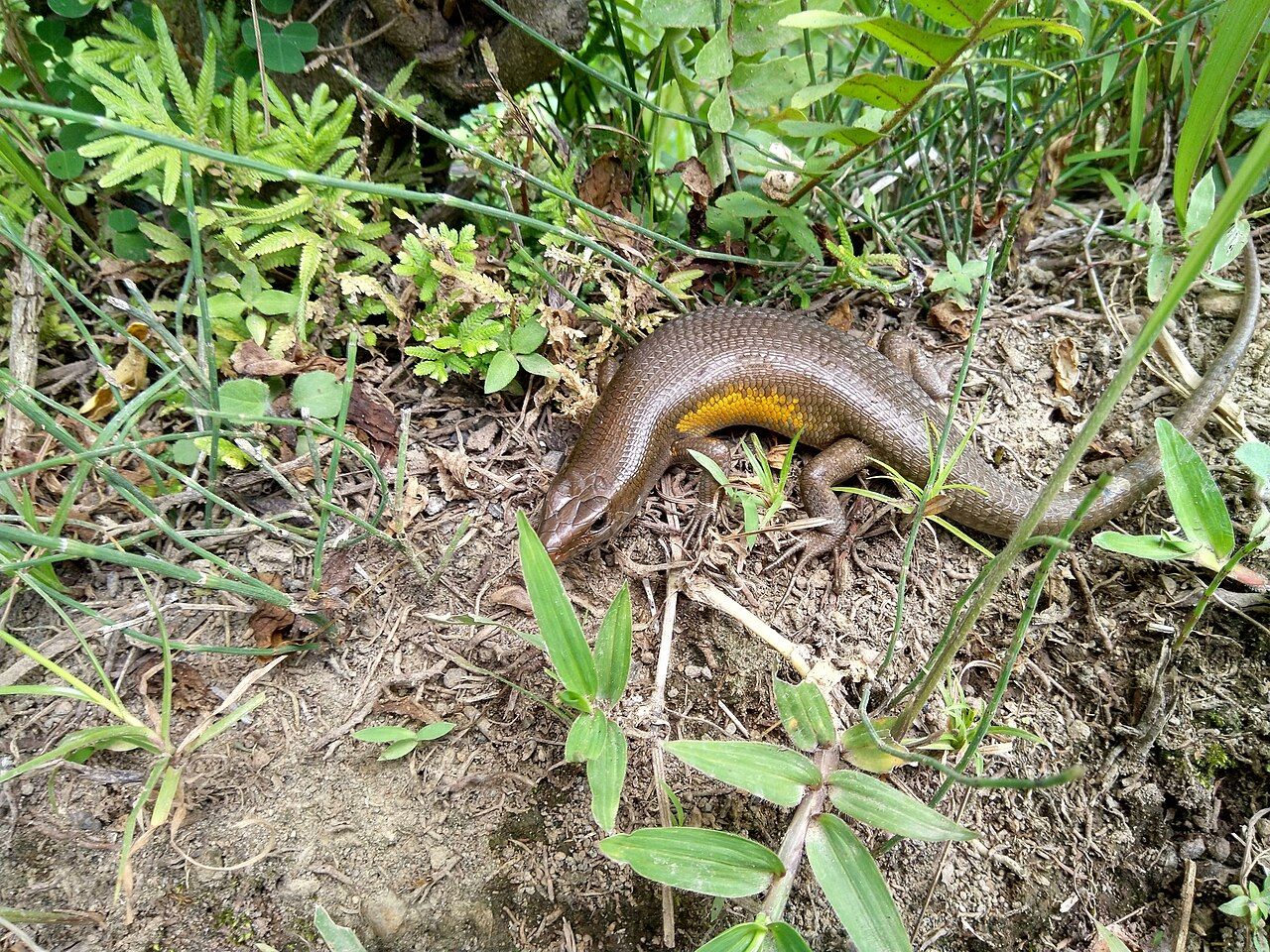 Many-striped Skink (Eutropis multifasciata)