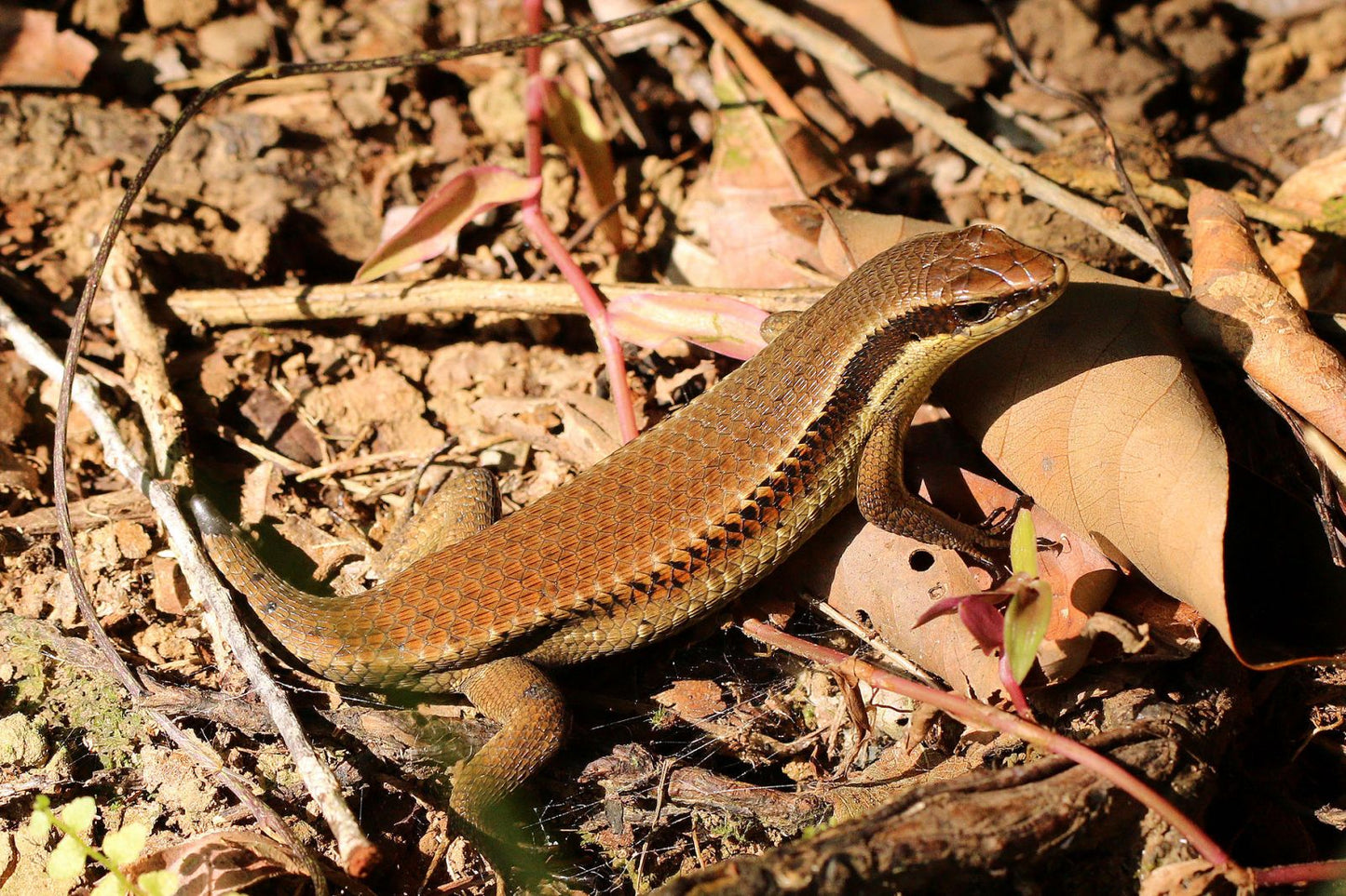 Many-striped Skink (Eutropis multifasciata)