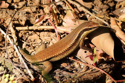 Many-striped Skink (Eutropis multifasciata)