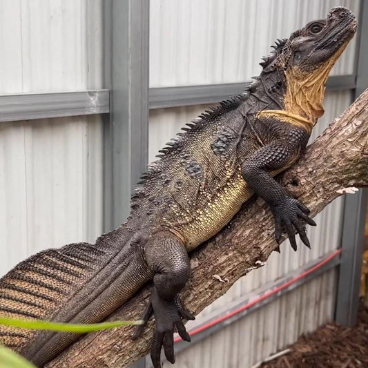 Sulawesi Giant Sailfin Dragon (Hydrosaurus microlophus) s-m