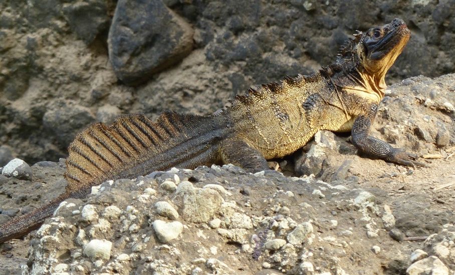Sulawesi Giant Sailfin Dragon (Hydrosaurus microlophus) s-m