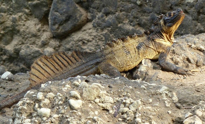 Sulawesi Giant Sailfin Dragon (Hydrosaurus microlophus) s-m