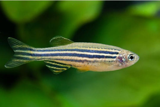 Brachydanio rerio (zebrahal) GloFish rózsaszín