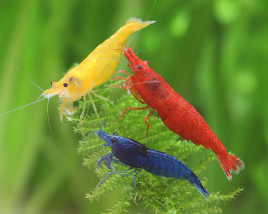 Neocaridina davidi mix de culori