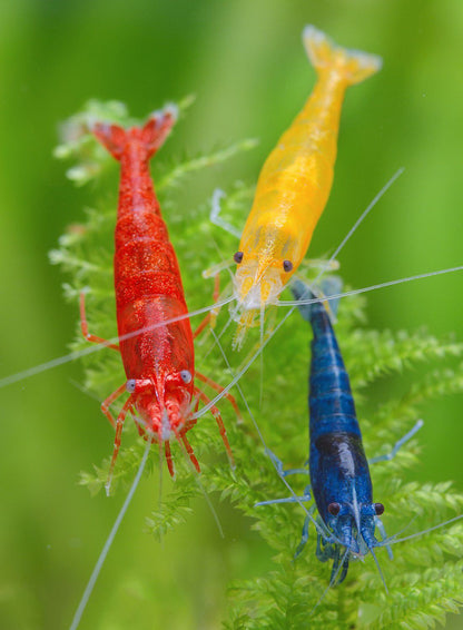 Neocaridina davidi mix de culori