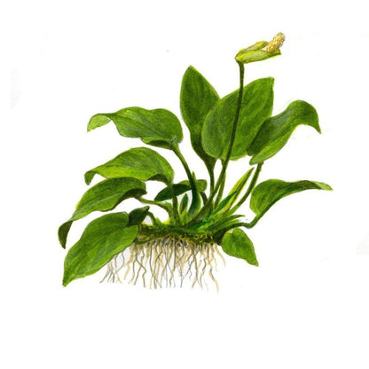 Planta naturala de acvariu, Tropica, Anubias barteri var. nana, blister, 20 cm