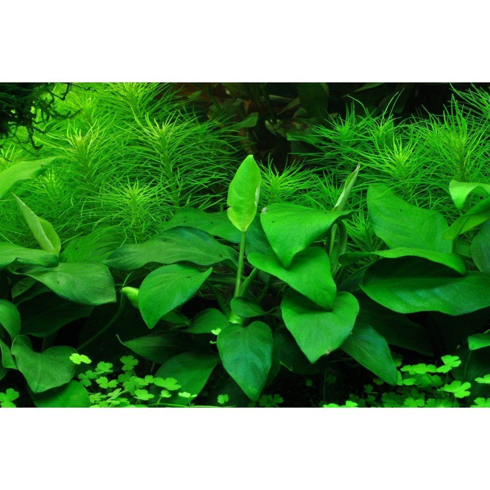 Természetes akváriumi növény, Tropica, Anubias barteri var. naná, blister, 20 cm