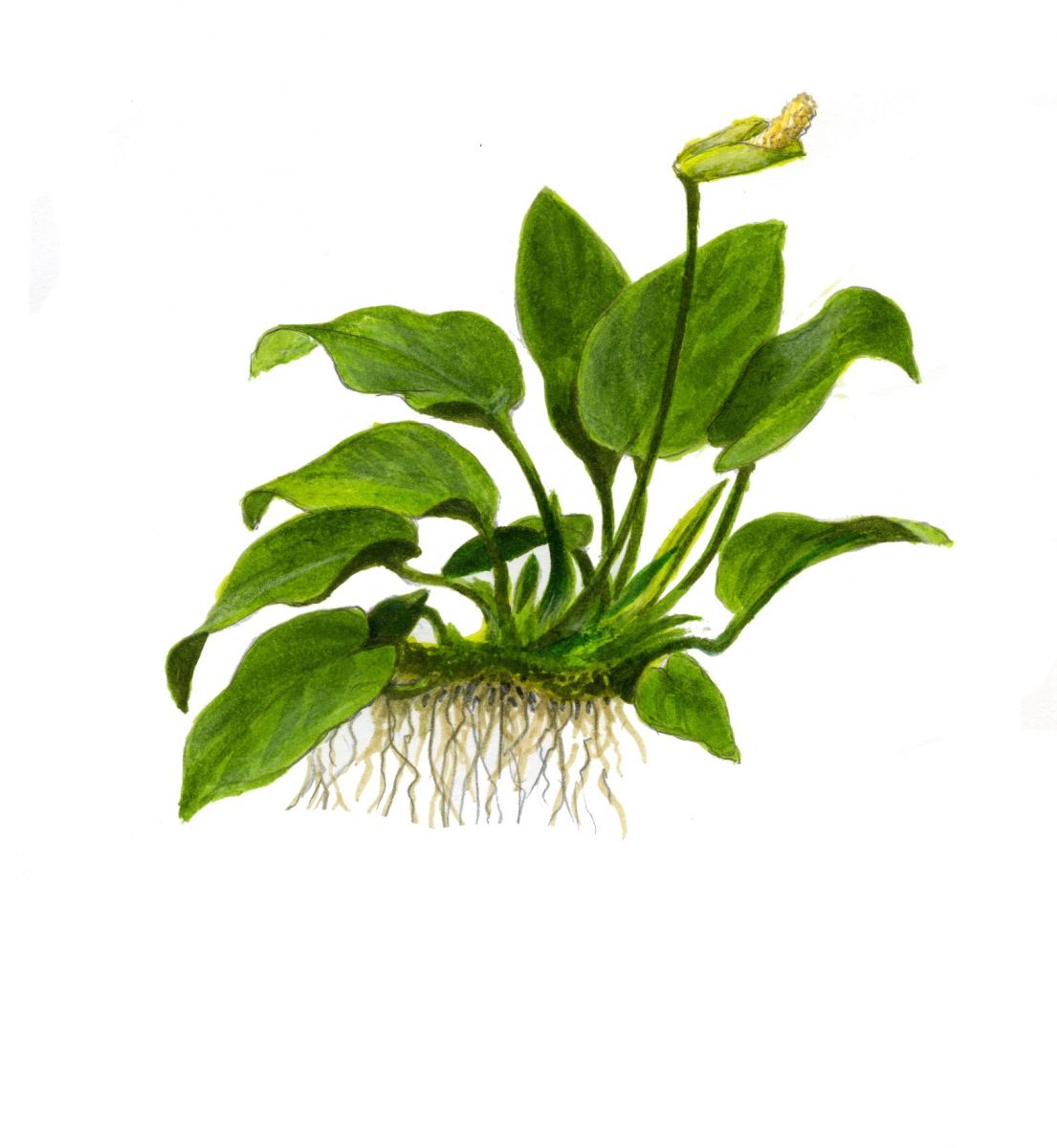 Természetes akváriumi növény, Tropica, Anubias barteri var. naná 1-2-Grow!, 5 cm