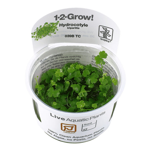 Természetes akváriumi növény, Tropica, Hydrocotyle tripartita 1-2-Grow!, 5 cm