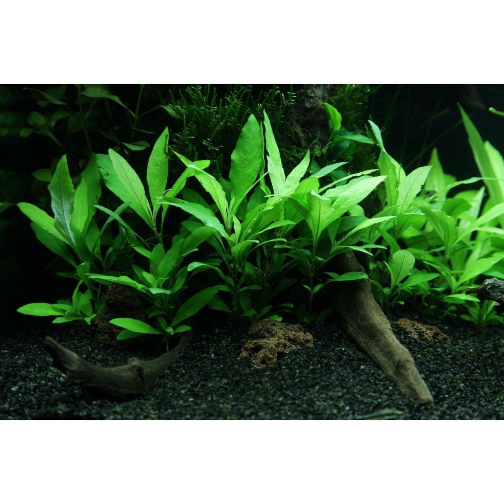 Természetes akváriumi növény, Hygrophila corymbosa