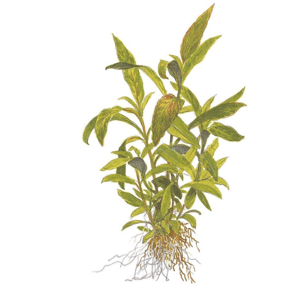 Planta naturala  de acvariu, Tropica, Hygrophila corymbosa Siamensis 53B, blister, 20 cm
