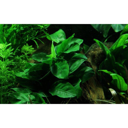 Természetes akváriumi növény, Tropica, Anubias barteri var. naná on lava stone