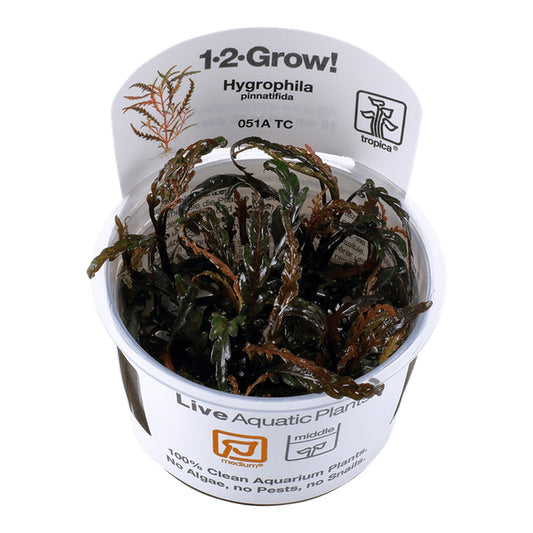 Természetes akváriumi növény, Tropica, Hygrophila pinnatifida 1-2-Grow!, 5 cm