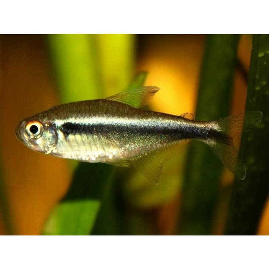 Hyphessobrycon herbertaxelrodi (Neon Negru) 2,5-3 cm