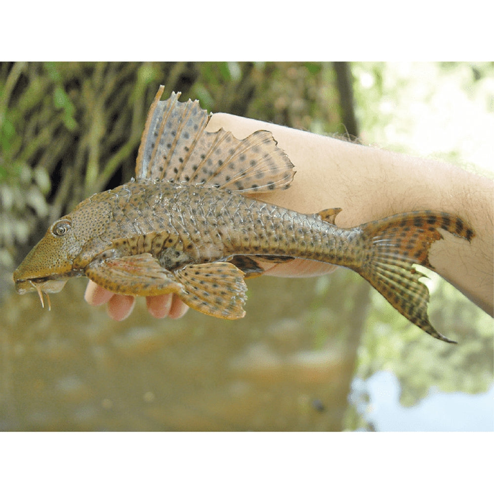 Peste sanitar, Hypostomus Plecostomus 4 cm