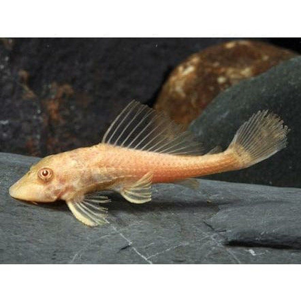 Egészségügyi hal, Hypostomus Plecostomus Gold 4 cm