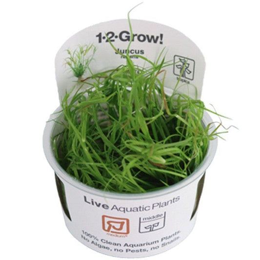 Természetes akváriumi növény, Tropica, Juncus repens 1-2-Grow!, 5 cm