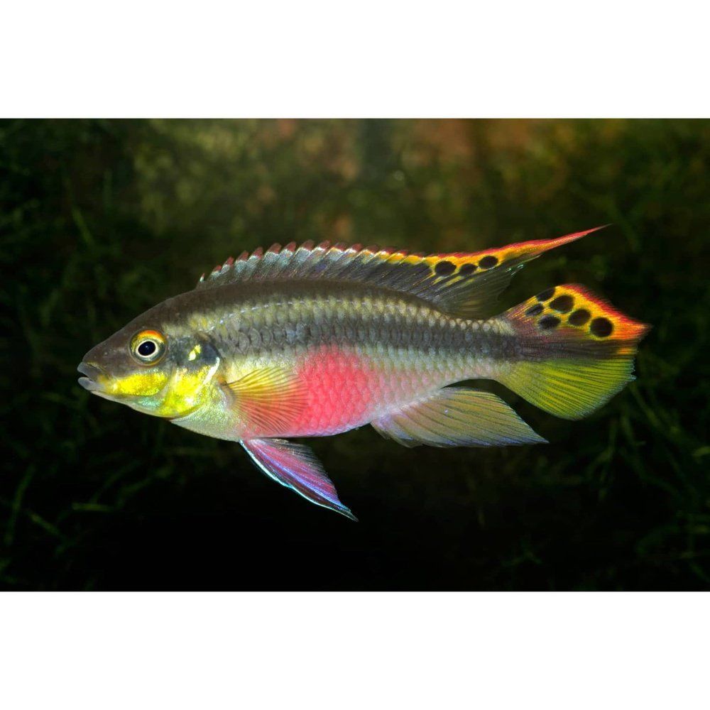 Kribensis Cichlid Pelvicachromis