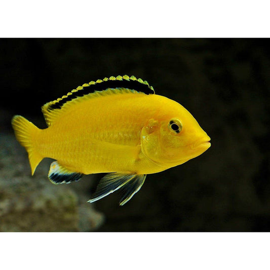 Labidochromis caeruleus 3.5 cm: Elektromos Sárga Labido