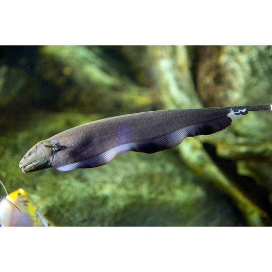 Apteronotus albifrons (Knife fish)