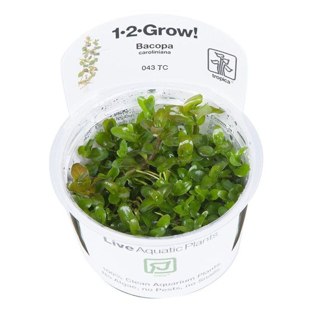 Természetes akváriumi növény, Tropica, Bacopa Caroliniana 1-2-Grow!, 5 cm