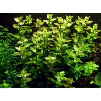 Természetes akváriumi növény, Tropica, Bacopa Caroliniana 1-2-Grow!, 5 cm