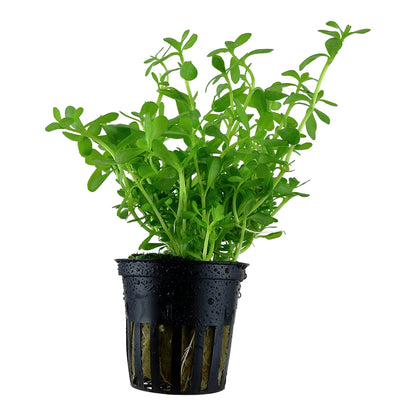 Planta naturala de acvariu, Tropica, Bacopa monnieri Compact, blister, 20 cm