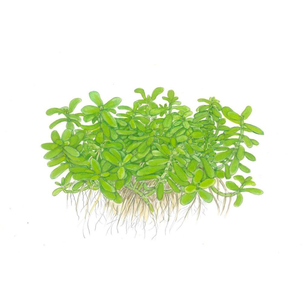 Planta naturala de acvariu, Tropica, Bacopa monnieri Compact, blister, 20 cm
