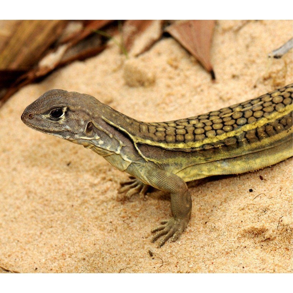 Leiolepis rubritaeniata (piros sávos pillangógyík)